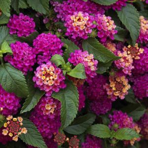 Lantana